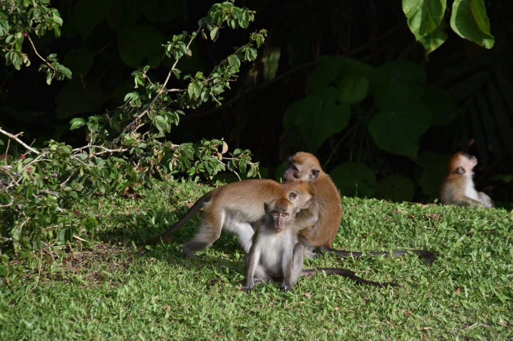 monkeys in Penang