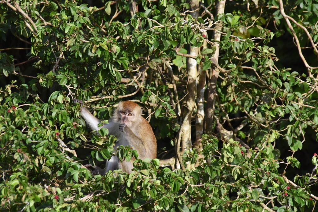 monkeys in Penang