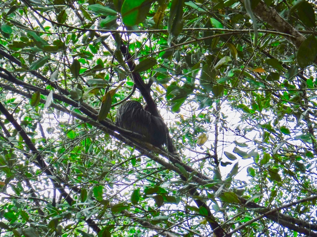 Sloth in Costa Rica