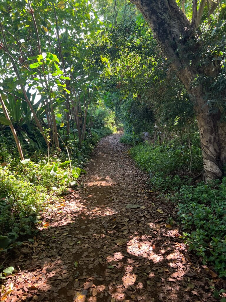 Princeville hiking trail near the Westin. Princeville hike