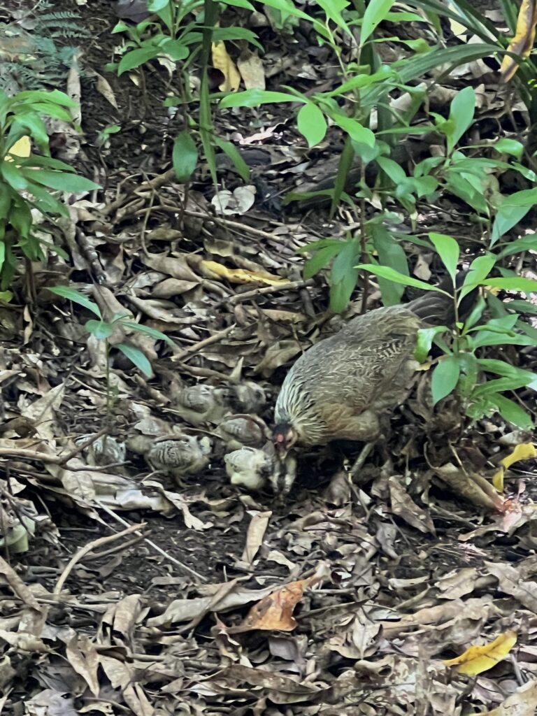 Princeville hike. Mama and chicks on the side of the trail.